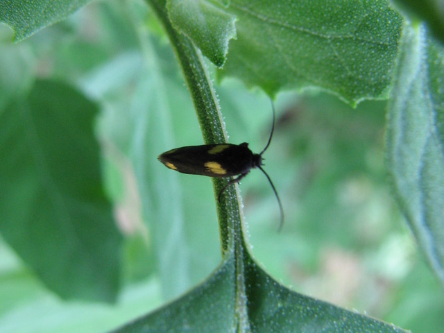 Stavolta le macchie sono gialle! Scythris